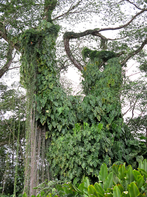 Philodendron